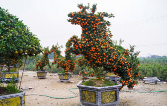 Độc đáo quýt cảnh tạo hình linh vật ngựa giá hàng chục triệu đồng