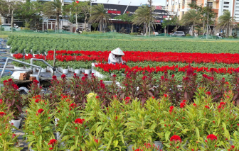 Nông dân Đắk Lắk hối hả chăm sóc hoa, quất bán tết