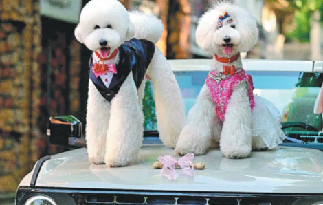 Đám cưới cho thú cưng trở thành ngành mới hái ra tiền ở Trung Quốc