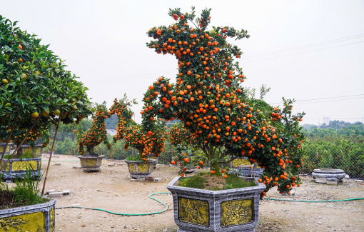 Độc đáo quýt cảnh tạo hình linh vật ngựa giá hàng chục triệu đồng