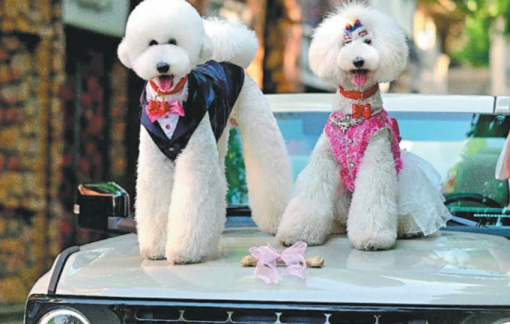Đám cưới cho thú cưng trở thành ngành mới hái ra tiền ở Trung Quốc