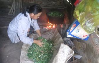 Cỏ, rơm khô tăng giá cao sau lũ, người dân chuyển sang nấu cháo cho bò ăn