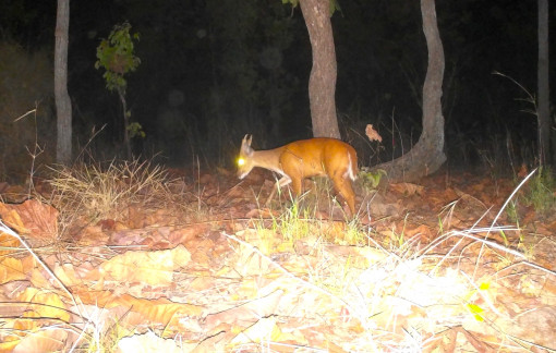 Ngắm các loài chim đặc hữu, động vật hoang dã ở khu rừng khộp lớn nhất Việt Nam