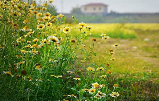 Thương mùa cải cúc trong vườn