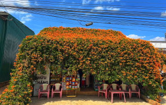 Ngôi nhà hoa chùm ớt rực sắc cam giữa cao nguyên Di Linh thu hút du khách