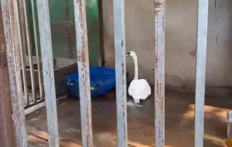 Thiên nga trắng ở Thảo Cầm Viên bị trộm, bán xuống Cần Thơ chỉ trong vài giờ