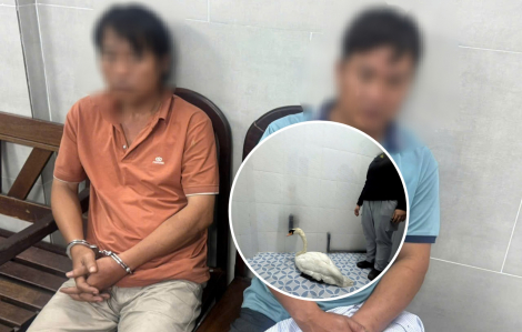 Bắt đối tượng trộm thiên nga trắng ở Thảo Cầm Viên