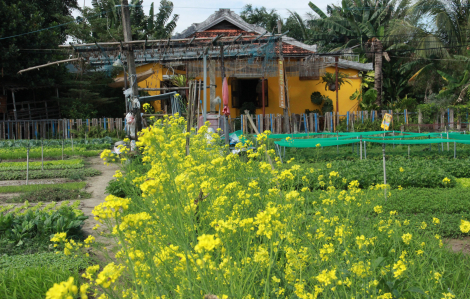 Hội Tết Hội An rộn ràng từ giữa tháng Chạp đến hết tháng Giêng