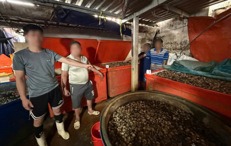 Triệt phá đường dây ngâm thịt ốc bằng hóa chất sản xuất xi - măng, quy mô đặc biệt lớn