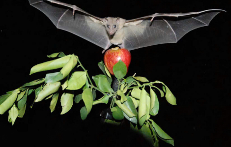 Các bác sĩ nói gì về vi rút Nipah đang gây lo ngại?