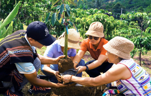 Khi trồng rừng không còn là phong trào