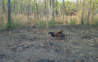 Săn bắt gà rừng, 2 người lãnh án tù