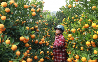 Thương lái, người mua đổ về thủ phủ quất cảnh miền Trung