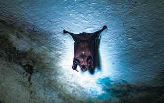 Thuốc điều trị COVID-19 có thể khắc chế virus Nipah