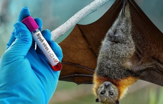 TPHCM tăng cường giám sát phòng chống bệnh do vi rút Nipah