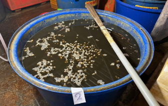 Vụ 3.000 tấn ốc bươu ‘ngậm’ hóa chất Natri Silicate: Chủ cơ sở khai để khử mùi, tăng độ tươi