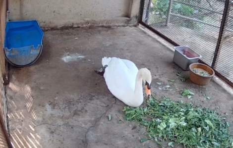 Chú thiên nga bị bắt trộm đã ổn khi trở về Thảo Cầm Viên