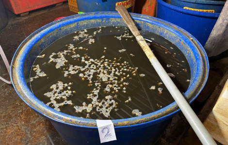 Vụ 3.000 tấn ốc bươu ‘ngậm’ hóa chất Natri Silicate: Chủ cơ sở khai để khử mùi, tăng độ tươi