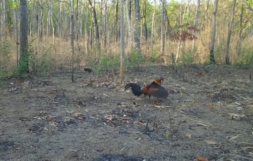 Săn bắt gà rừng, 2 người lãnh án tù