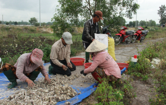 Giá rớt nhanh, thủ phủ kiệu tết ở miền Trung cấp tập thu hoạch