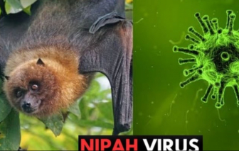 Việt Nam chưa ghi nhận ca mắc vi rút Nipah