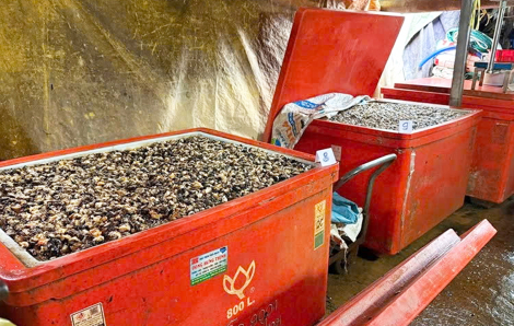 Ăn ốc ngâm thủy tinh lỏng: Chuyên gia khuyên kiểm tra ngay gan, thận