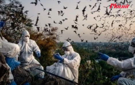 Người nhiễm virus Nipah thường xuất hiện triệu chứng gì đầu tiên?