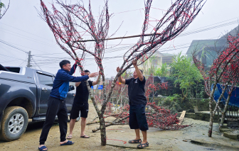 Lên núi “săn” đào tết