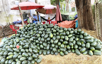 Nhớ mùa dưa tết xưa