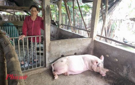 Quảng Ngãi đề nghị Trung ương hỗ trợ 106 tỉ đồng khắc phục hậu quả dịch bệnh động vật