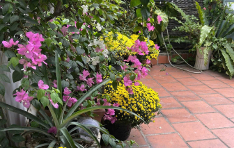 Cúc mâm xôi nở sớm, tết đã thật gần