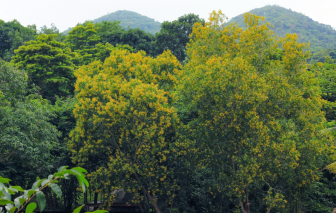 Những cánh hoa báo mùa xuân