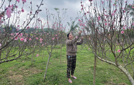 Đào bung nở trước tết, chủ vườn thấp thỏm ngóng trời