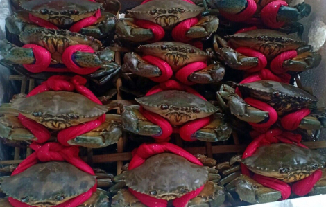 Gần tết, giá cua biển ở Cà Mau tăng mạnh