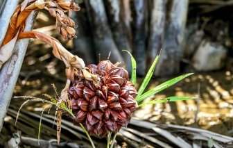 Mứt dừa nước và những mùa tết không quên