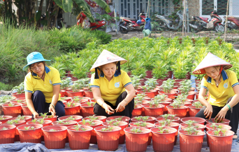 Để có hoa, quà và bữa ăn ngon cho người nghèo dịp tết