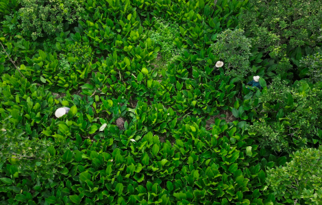 Làng hái lá thu tiền tất bật vào vụ tết