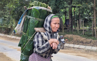 Dân bản vào mùa lên rừng 'đếm lá lấy tiền'