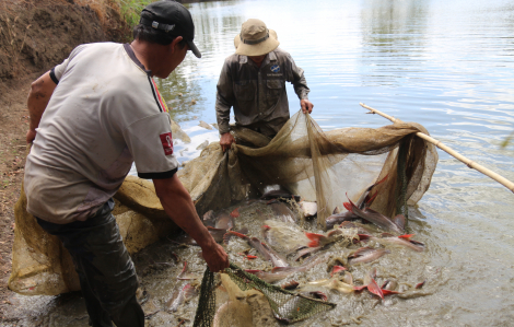 Nuôi thành công “thủy quái” sông Sêrêpốk, nông dân lãi lớn vào dịp tết