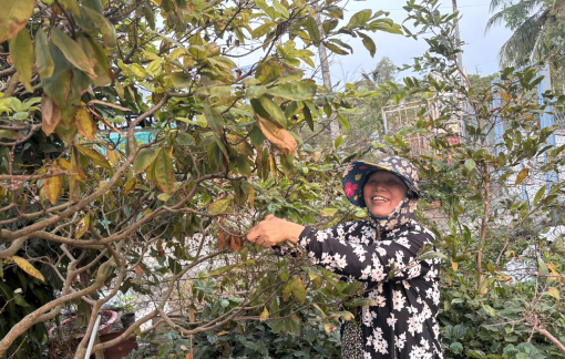 Đánh thức mùa xuân bên những cội mai ở Cù lao Ông Chưởng