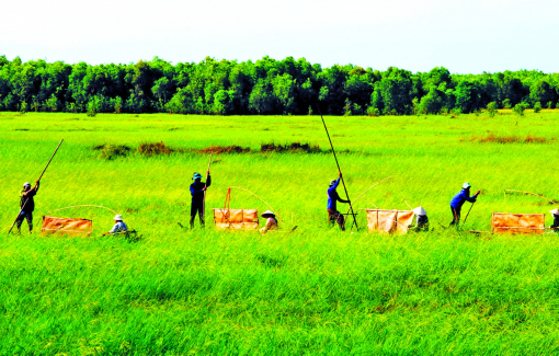 Nỗ lực hồi sinh lúa ma Đồng Tháp Mười