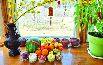 Nhánh mai vàng giữa đại ngàn nước Mỹ