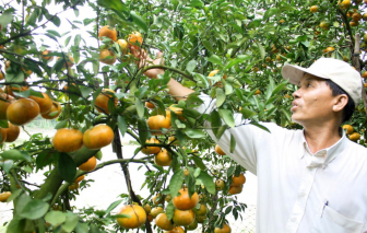 Quýt hồng Lai Vung: Được mùa, được giá nhưng cần chiến lược dài hơi