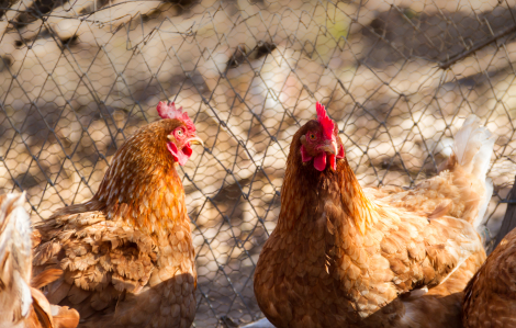 Món quà quê của mẹ chồng khiến con dâu ám ảnh