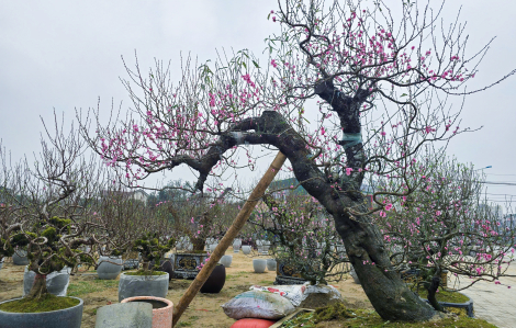 Đào khủng trăm triệu xuống phố phục vụ đại gia chơi tết