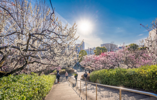 5 điểm ngắm hoa mơ đẹp nhất Tokyo vào mùa xuâ