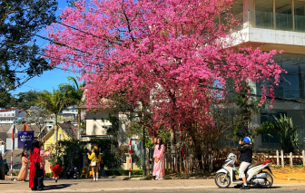 Mai anh đào Đà Lạt nở rộ đẹp nhất trong nhiều năm: 3 điểm check-in không thể bỏ lỡ dịp Tết Nguyên đán