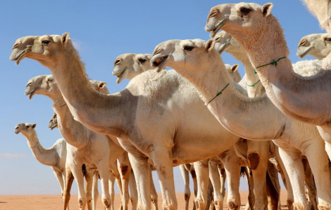 Ả Rập Xê Út cấp hộ chiếu cho... lạc đà
