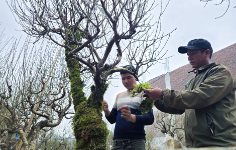 Khoác “áo rêu phong" cho đào tết