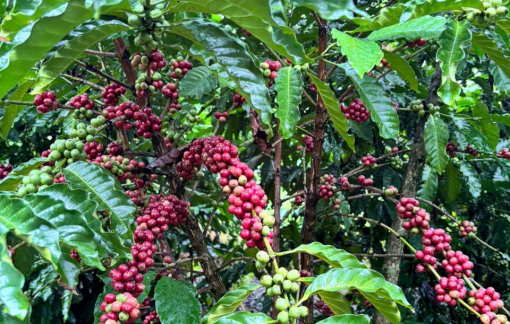 Bán được cà phê giá cao, nhưng tết của gia đình tôi chẳng còn ấm áp